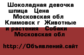 Шоколадная девочка шпица › Цена ­ 30 000 - Московская обл., Климовск г. Животные и растения » Собаки   . Московская обл.